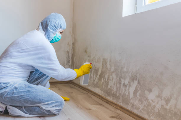 Licensed Mold Cleanup service in Hoffman Estates, IL - WQB Mold Removal