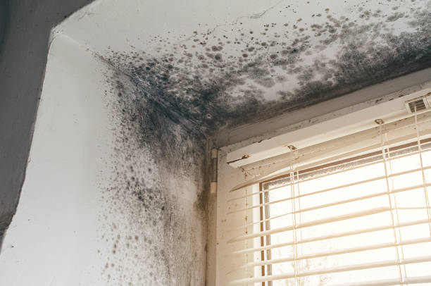 Affordable Mold Cleanup solutions in Hoffman Estates, IL